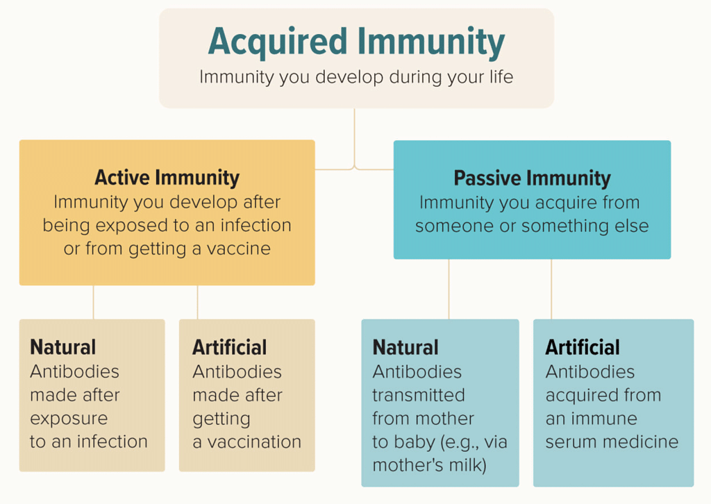 Types of acquired immunity