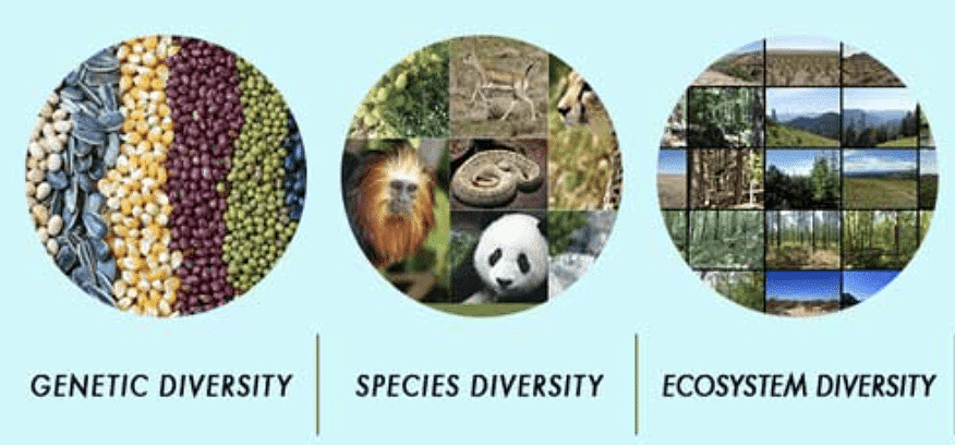 Biodiversity: Types, Importance, Biodiversity in India Notes | Study Biology Class 12 - NEET