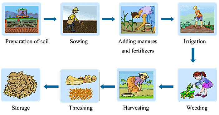 summary-of-the-chapter-crop-production-management-class-8