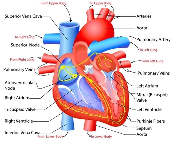 Human Heart structure and function - Notes - Class 10 Human Heart structure and function - Notes - Class 10