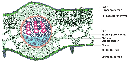 Anatomy of Flowering Plants Chapter Notes - Biology Class 11 - NEET PDF ...