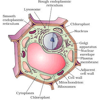 The Fundamental Unit of Life Class 9 Notes Science Chapter 5 Free PDF