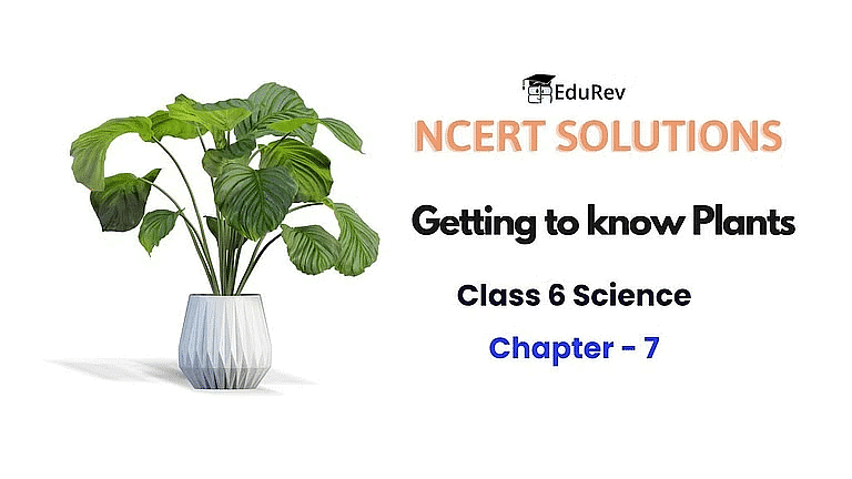 NCERT Solutions for Class 8 Science Chapter 4 - Getting to Know Plants