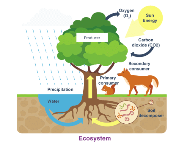 Our Environment Chapter Notes | Social Studies (SST) Class 7