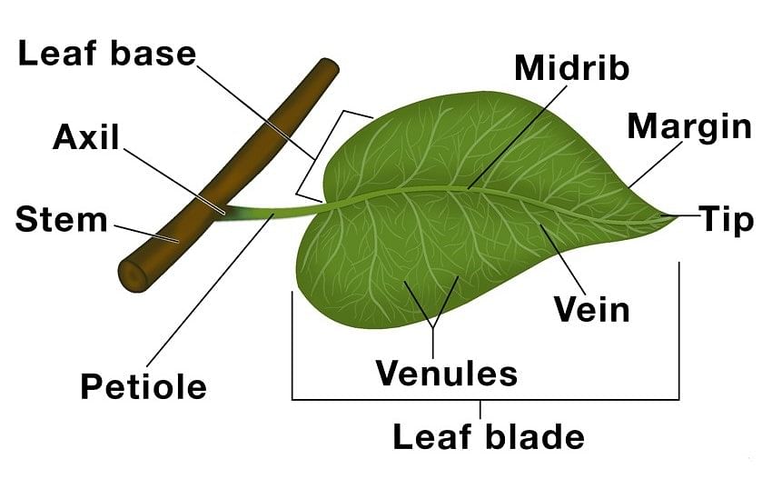 Chapter Notes: How Do Plants Make Their Food