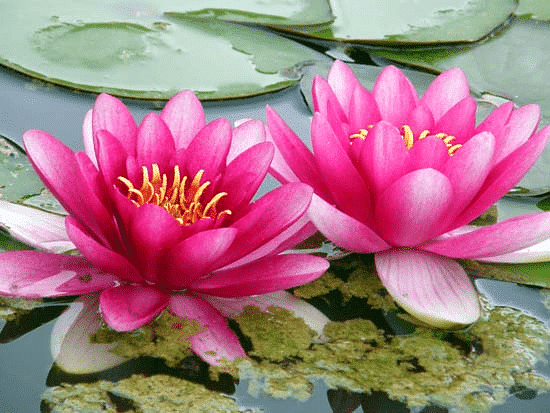 Water lilies bloom in the water. The plant`s leaves float on top of the water. 