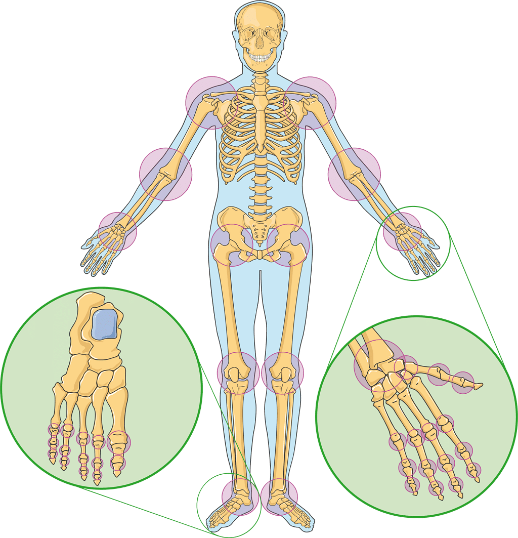 Joints in our body