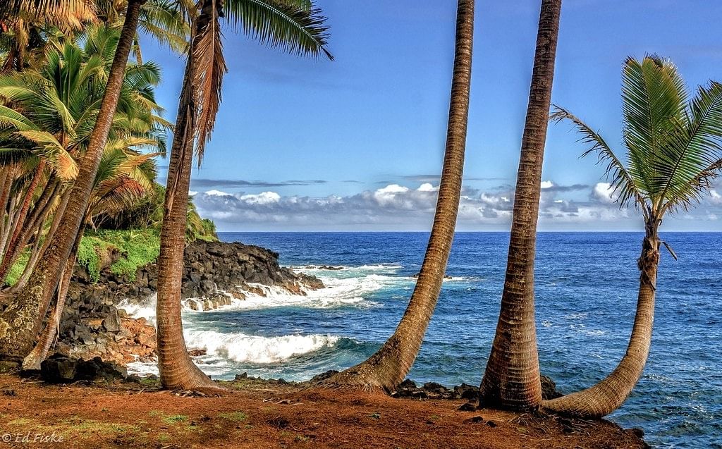 Palm Trees along the Sea Coast