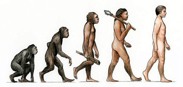 Evolution of Humans