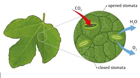 Stomata in Leaves