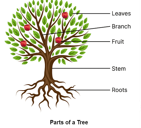 Class 6 Science Chapter 4 Question Answers - Getting to know plants