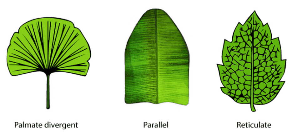 Class 6 Science Chapter 4 Question Answers - Getting to know plants