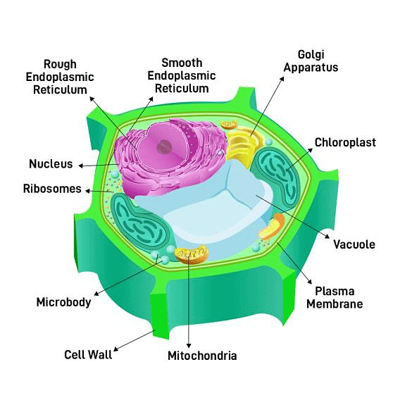 Important Diagrams: The Fundamental Unit of Life - Class 9 PDF Download