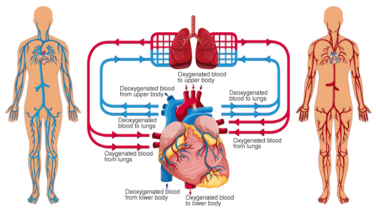 Structure Of Human Heart Class 10 Pdf Download