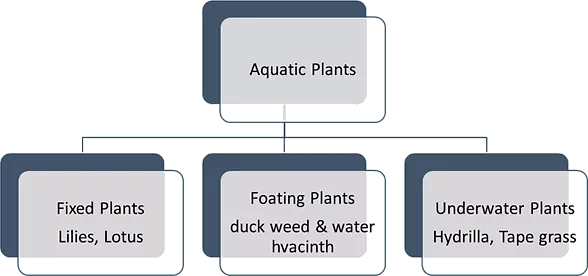 Adaptations in Plants Class 4 Notes Science