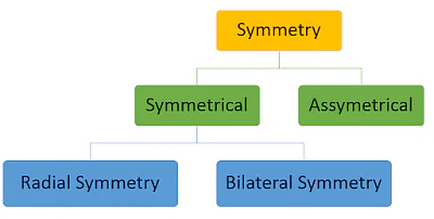 Chapter Notes: Animal Kingdom Notes | Study Biology Class 11 - NEET
