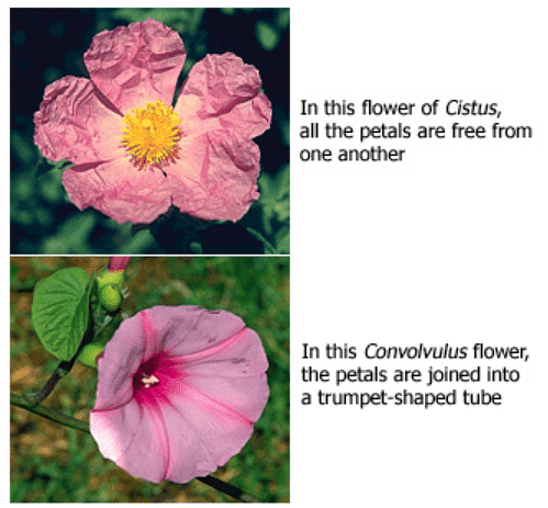 Getting to Know Plants Class 6 Worksheet Science Chapter 4