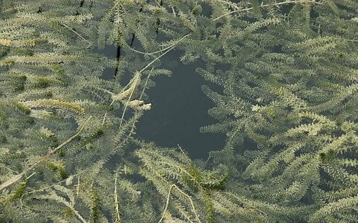 Hydrilla: Underwater Plants