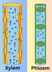 Class 6 Science Chapter 4 Question Answers - Getting to know plants