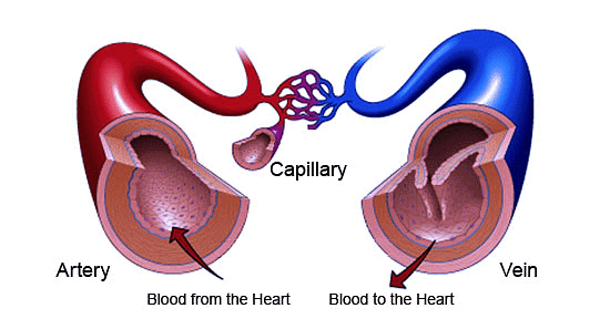 Structure Of Human Heart Class 10 Pdf Download