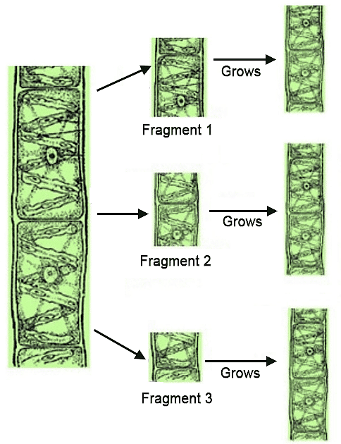 Fragmentation in Spirogyra