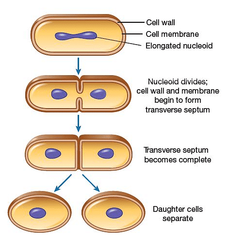 How do Organisms Reproduce Chapter Notes | Science Class 10