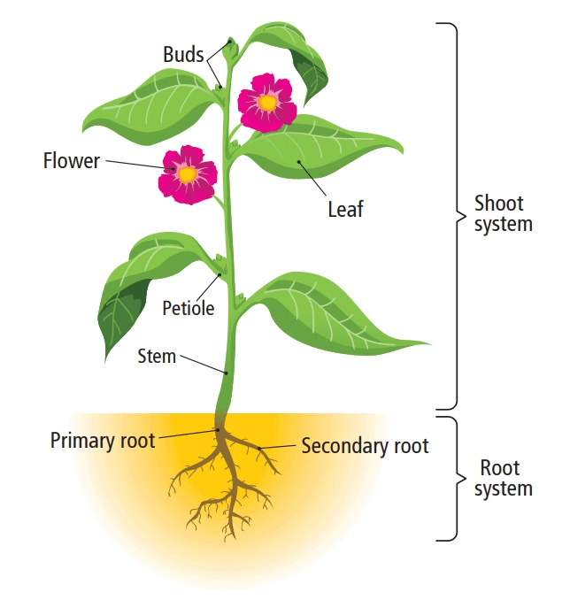 Parts Of Hibiscus Flower And Their Functions Pdf | Best Flower Site