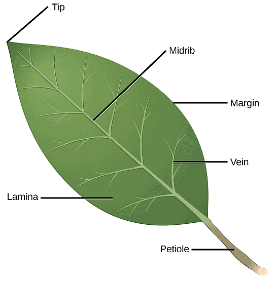 Parts of a Leaf 