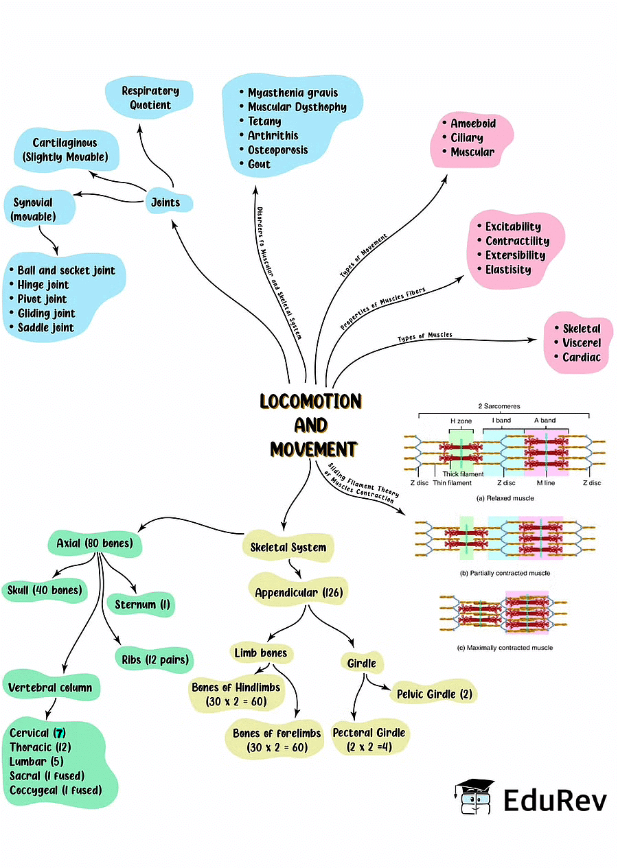 Mind Map: Locomotion & Movement Notes | Study Biology Class 11 - NEET