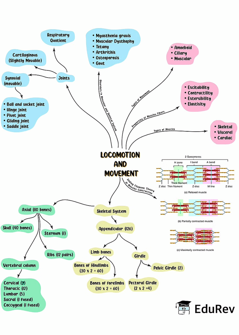 Mind Map & Movement Notes Study Biology Class 11 NEET