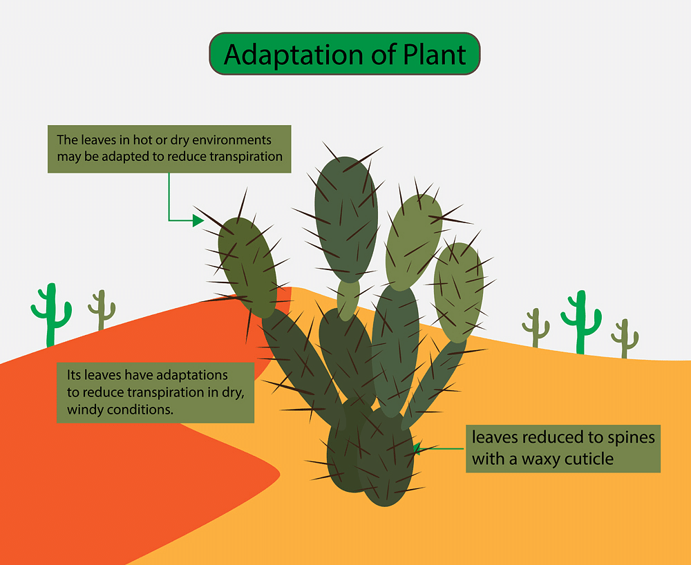 Leaves of Desert Plants have adapted to the Desert