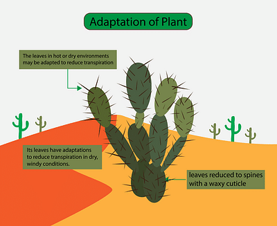 Chapter Notes: Adaptations in Plants - Notes | Study Science Olympiad Class  4 - Class 4
