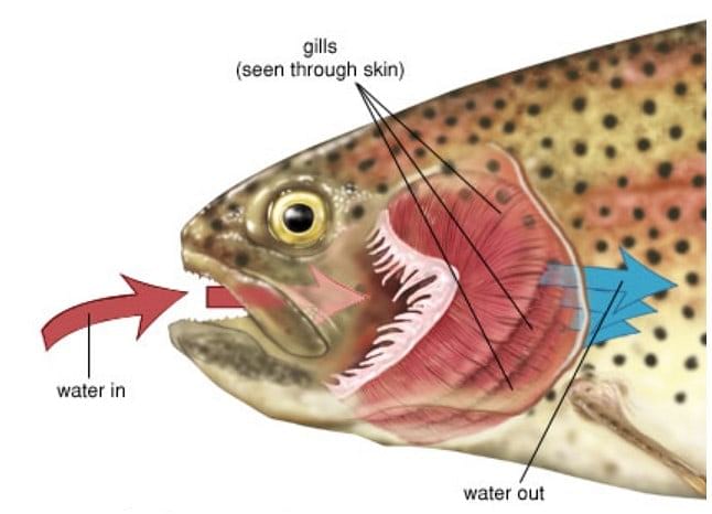 Chapter Notes: Adaptation in Animals - Notes | Study Science Olympiad Class  4 - Class 4