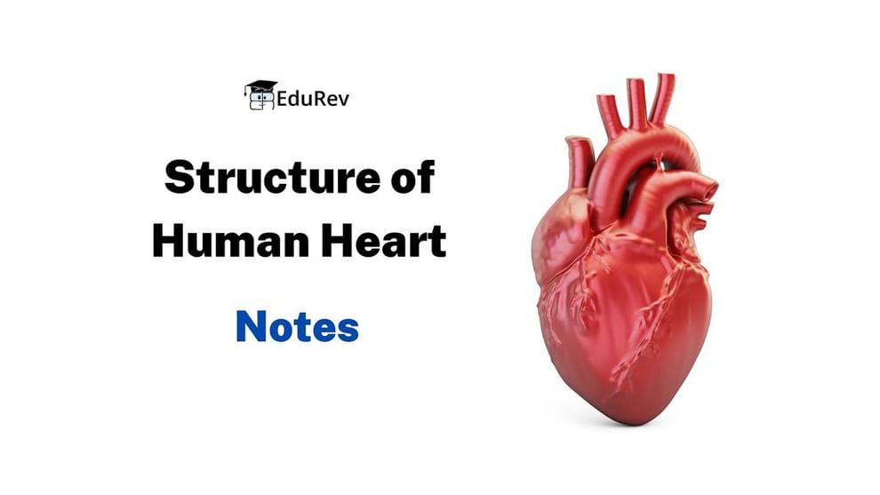 Structure Of Human Heart Class 10