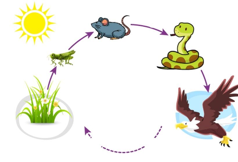 How Do Plants Make Their Food Class 4 Notes Science Free PDF