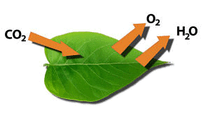 Chapter Notes: How Do Plants Make Their Food