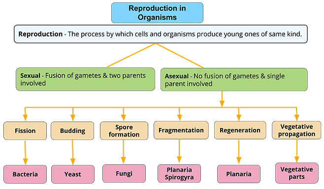 How do Organisms Reproduce Chapter Notes | Science Class 10