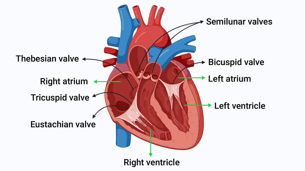 Structure of Human Heart - Class 10 PDF Download