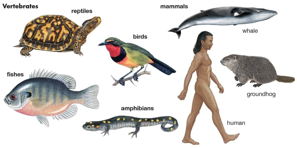Chapter Notes: Animals: Feeding Habits - Notes | Study Science for Class 3  - Class 3