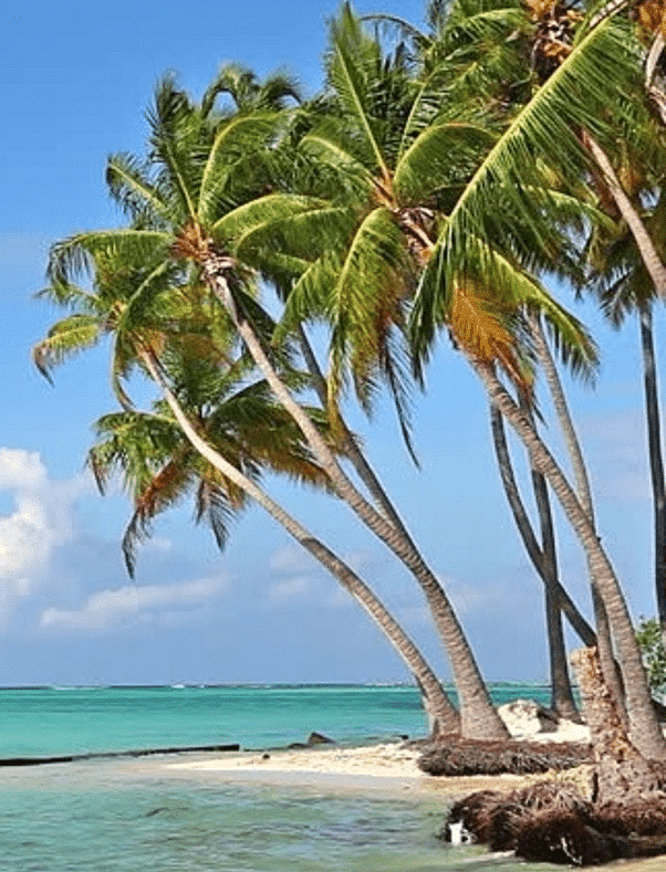 Coconut Trees grows in Coastal Regions