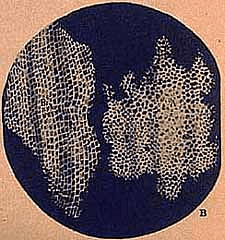 Cork Cells as discovered by Robert Hooke