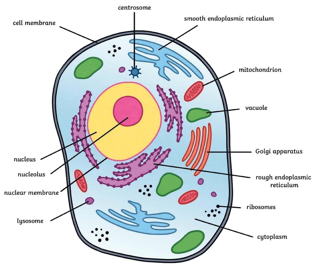 Important Diagrams: The Fundamental Unit of Life - Class 9 PDF Download