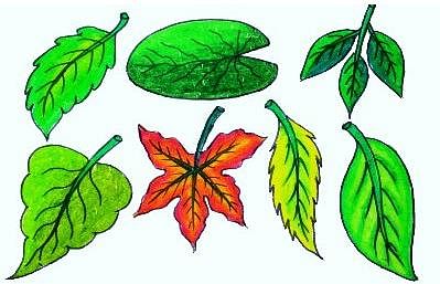 Different Types Leaves Stock Illustrations – 1,309 Different Types Leaves  Stock Illustrations, Vectors & Clipart - Dreamstime