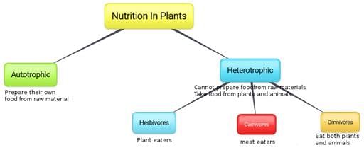 Test: Nutrition in Plants- 1 | 10 Questions MCQ Test Science & Technology  for UPSC CSE UPSC