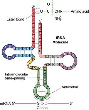 Aminoacyl Transfer RNA - an overview | ScienceDirect Topics