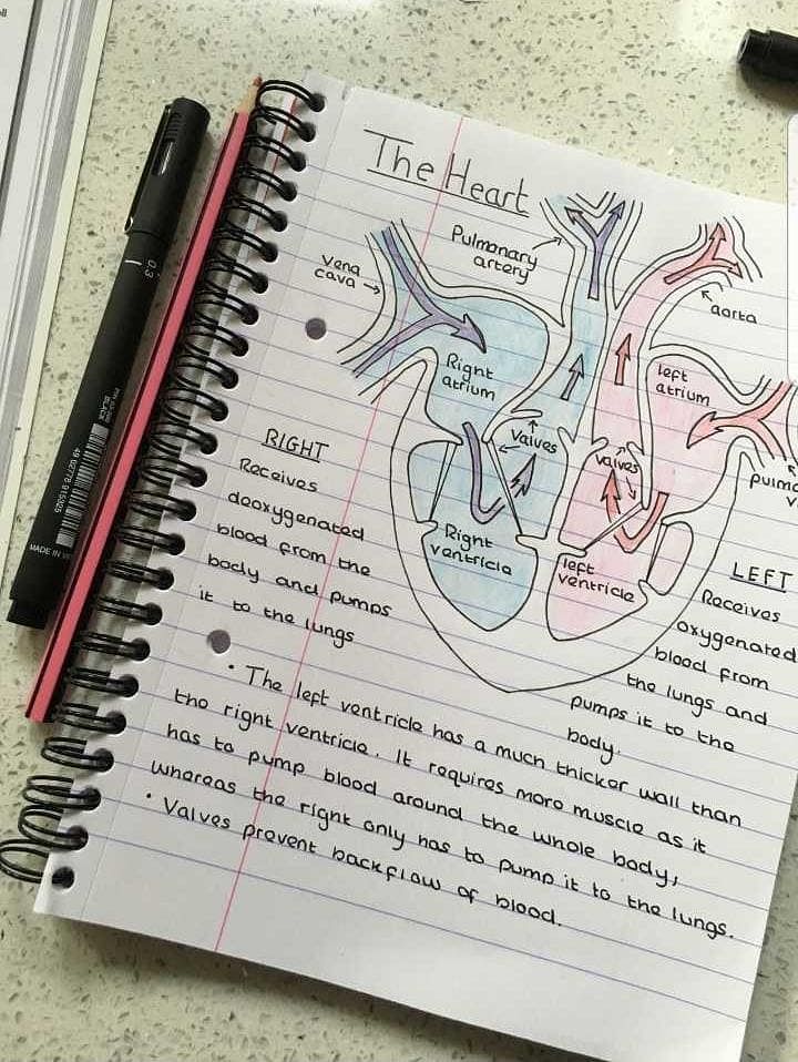 File:Diagram of the human heart.svg - Simple English Wikipedia, the free  encyclopedia