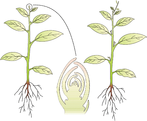 NEET Previous Year Questions (2016-22): Plant Growth & Development - Notes | Study Biology Class 11 - NEET