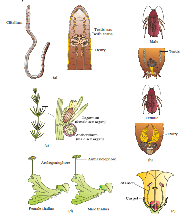 NEET Previous Year Questions (2016-22): Reproduction in Organisms - Notes | Study Biology Class 12 - NEET Previous Year Questions (2016-22): Reproduction in Organisms - Notes | Study Biology Class 12 -