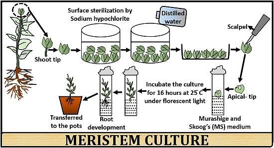 What is Meristem Culture? Definition, Process & Applications - Biology  Reader