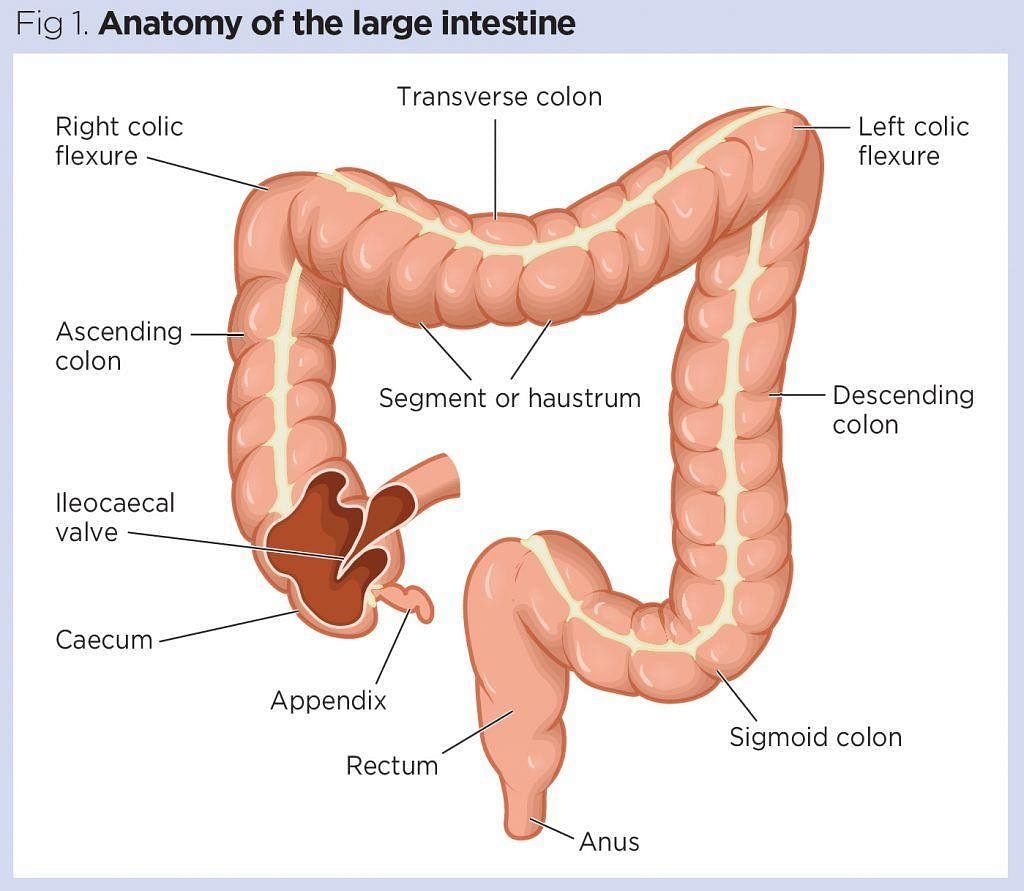 Gastrointestinal tract 5: the anatomy and functions of the large intestine  | Nursing Times